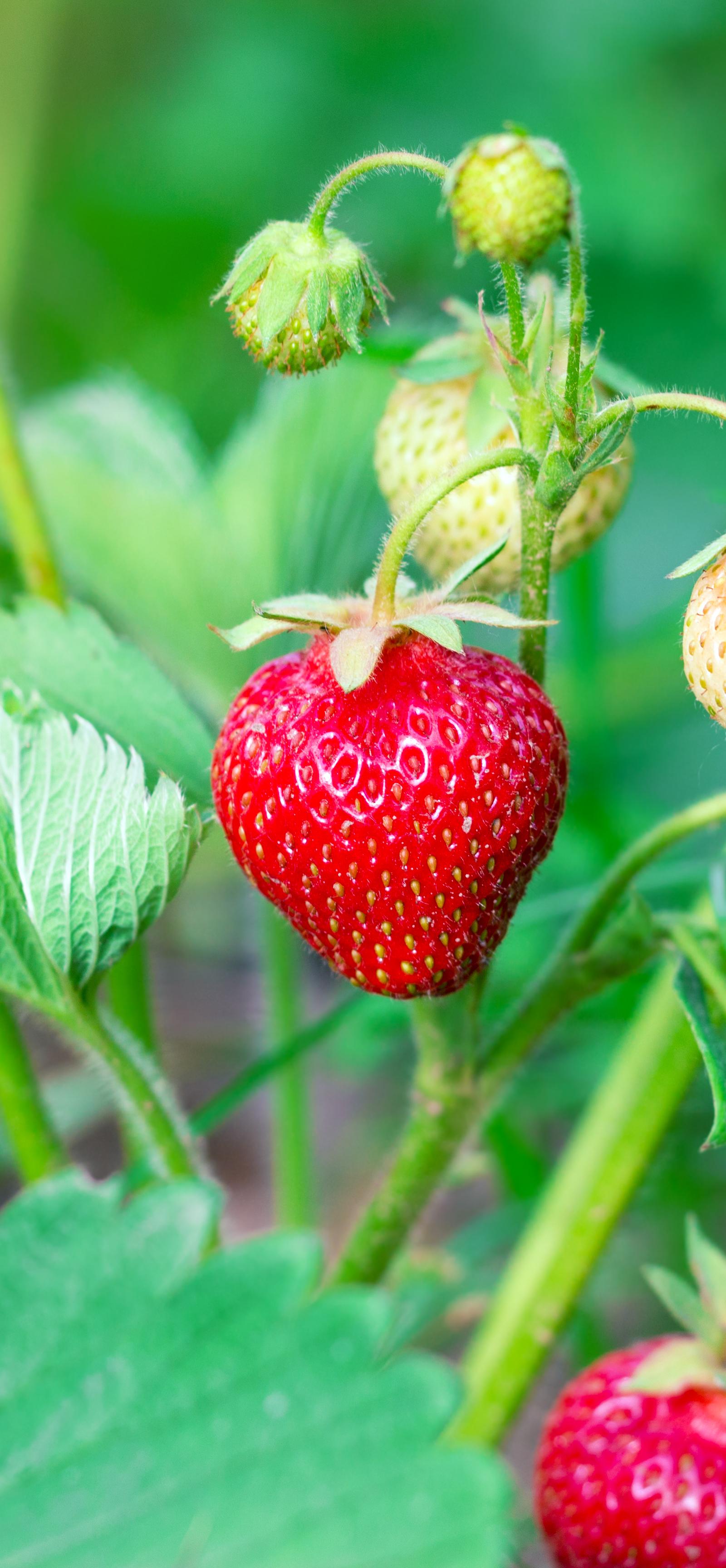 Cairns Gardeners Prepare Homes for Cyclone Season This July