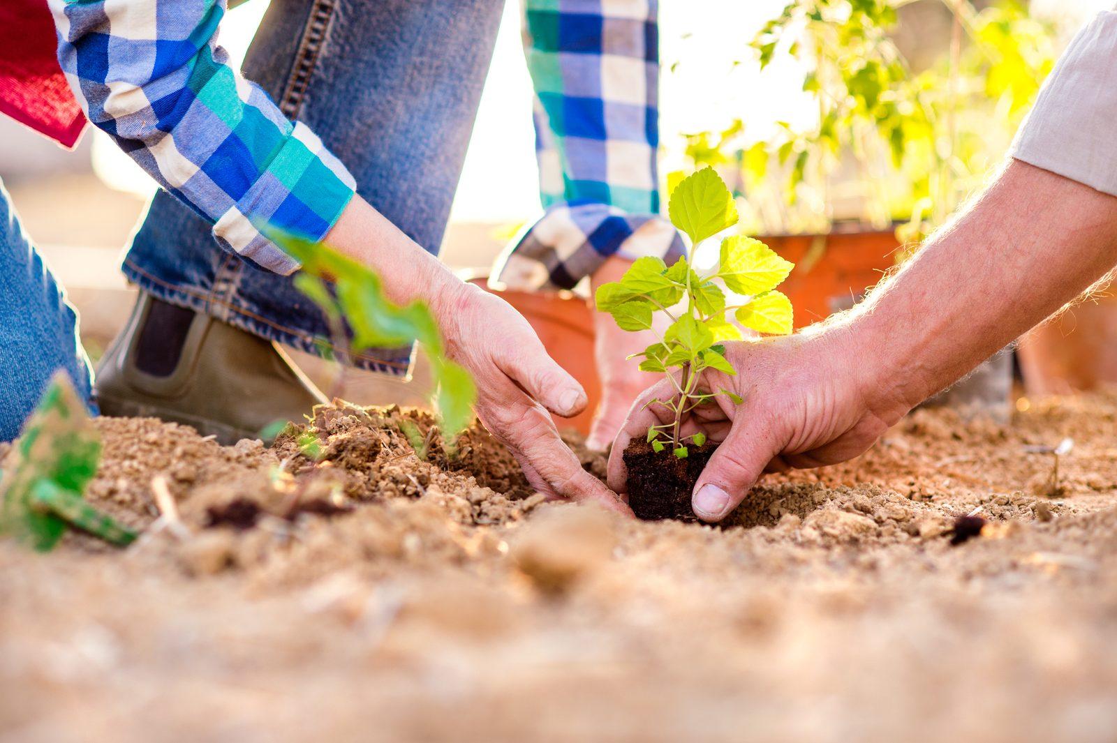 Weathercairns Volunteers Transform City Centre Plot Into Thriving Community Garden